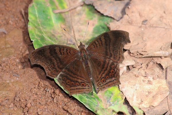 Junonia gregorii male UPS